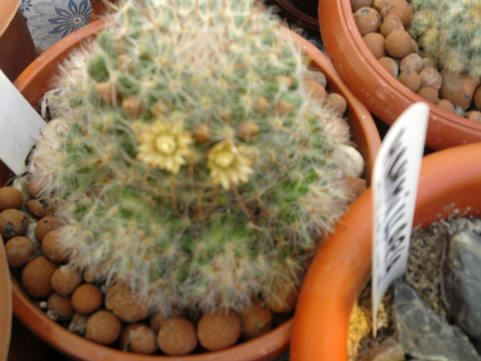 Mammillaria bocasana - CACTUSI INFLORITI 2011