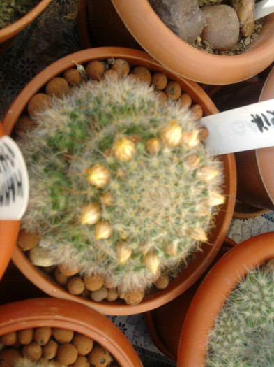 Mammillaria bocasana - CACTUSI INFLORITI 2011