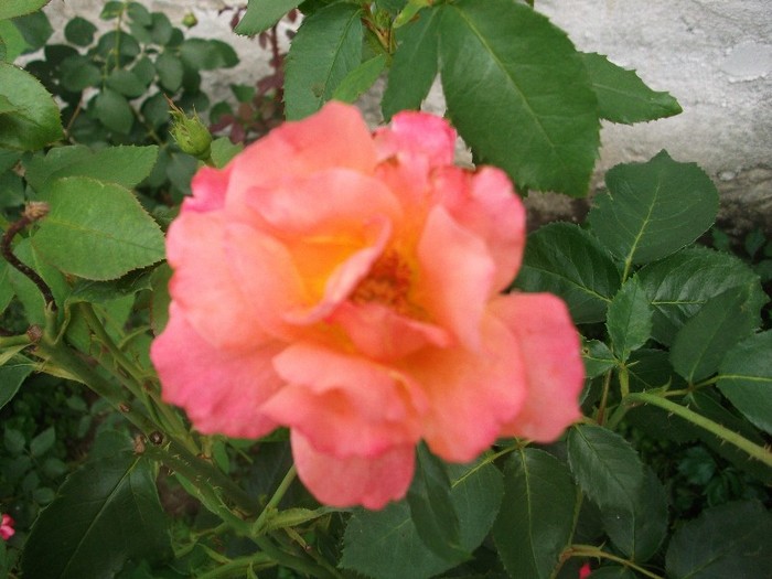 imaginile mele 013 - trandafiri iulie