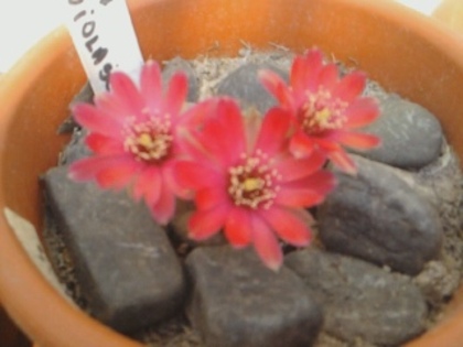 Mediolobivia pygmaea v. violascens - CACTUSI INFLORITI 2011