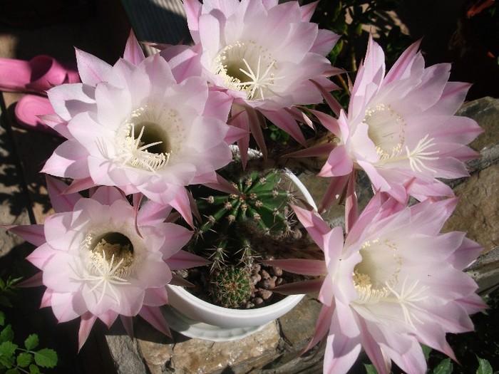 imaginile mele 035 - cactusi