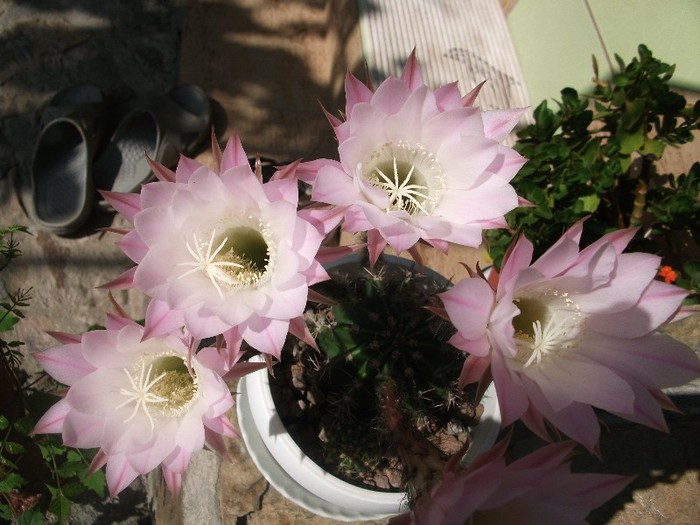 imaginile mele 046 - cactusi