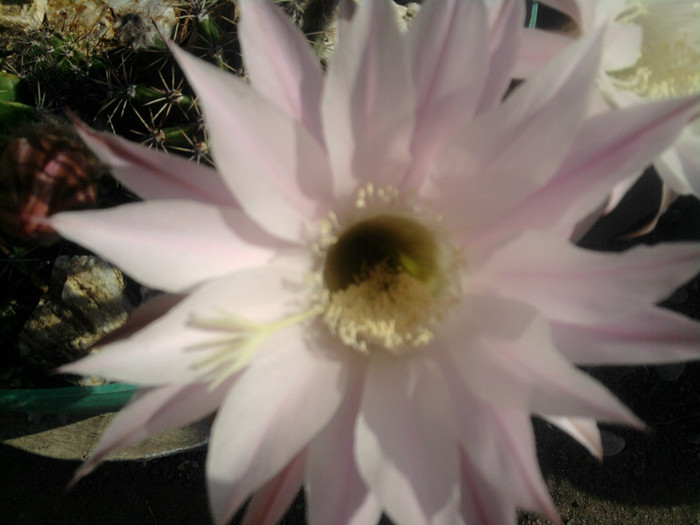 Echinopsis - CACTUSI INFLORITI 2011