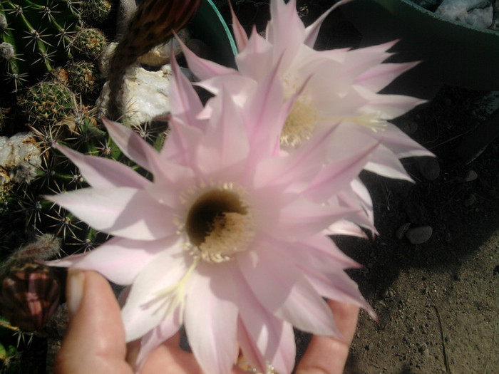 Echinopsis - CACTUSI INFLORITI 2011