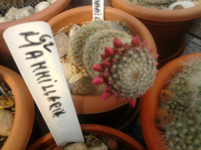 Mammillaria matudae - CACTUSI INFLORITI 2011