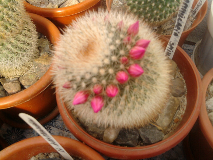 Mammillaria spinossima subsp. pilcayensis