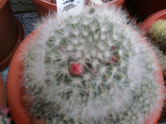 Mammillaria bocasana f. roseiflora - CACTUSI INFLORITI 2011