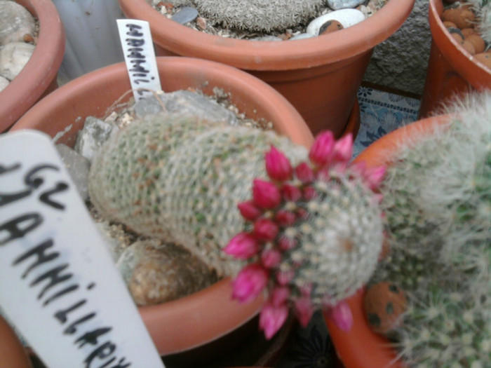 Mammillaria matudae - CACTUSI INFLORITI 2011