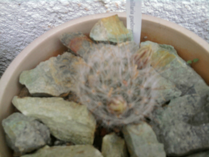 Mammillaria guelzowiana