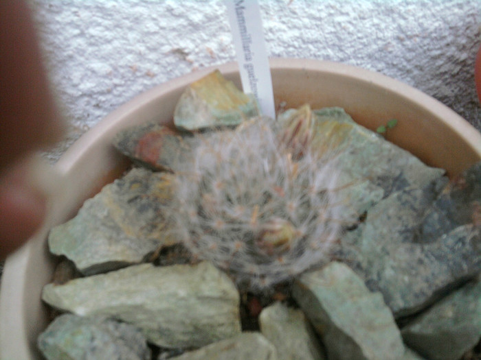 Mammillaria guelzowiana