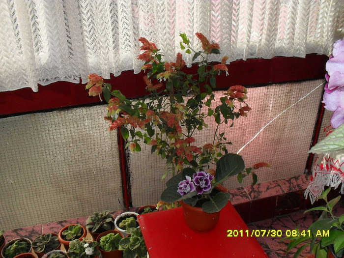 Flori 30 07 2011 003 - Flori 2011