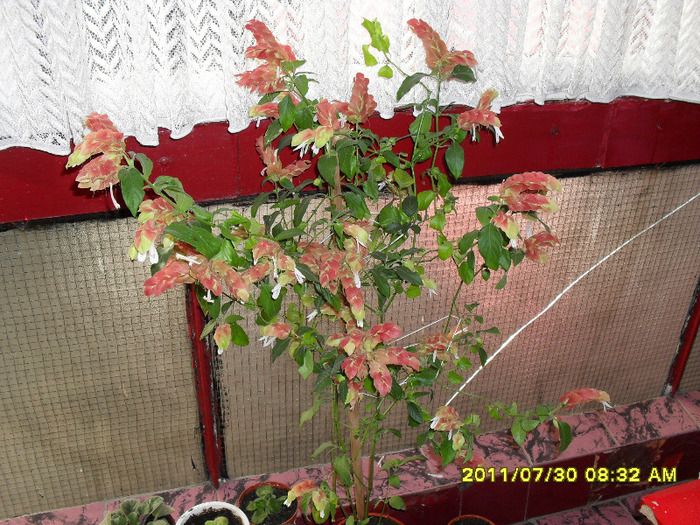 Flori 30 07 2011 002 - Flori 2011
