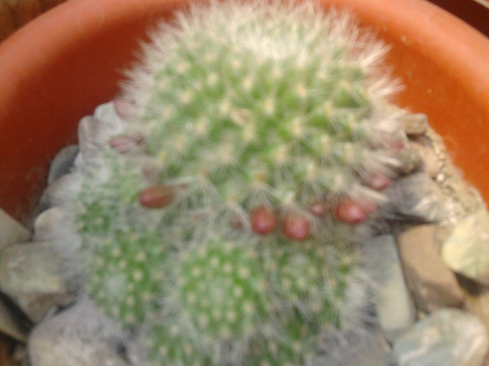 Rebutia tarvitaensis