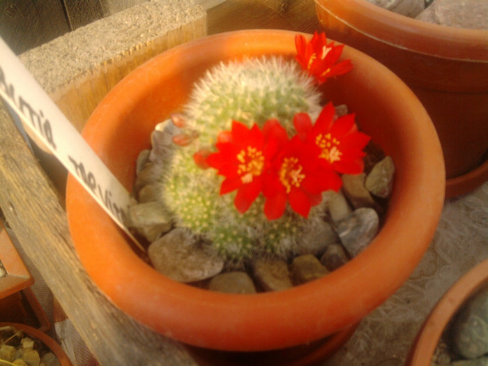 Rebutia tarvitaensis