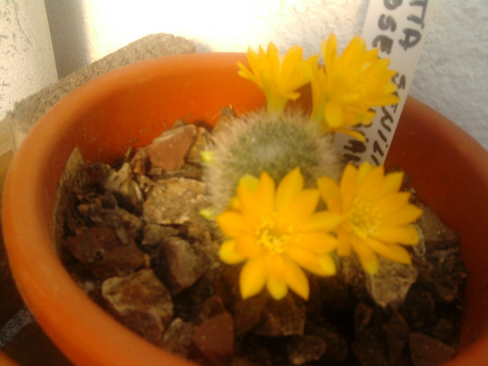 Rebutia senilis kesseleringiana