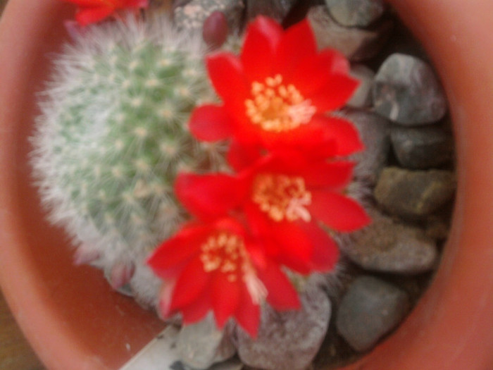 Rebutia tarvitaensis