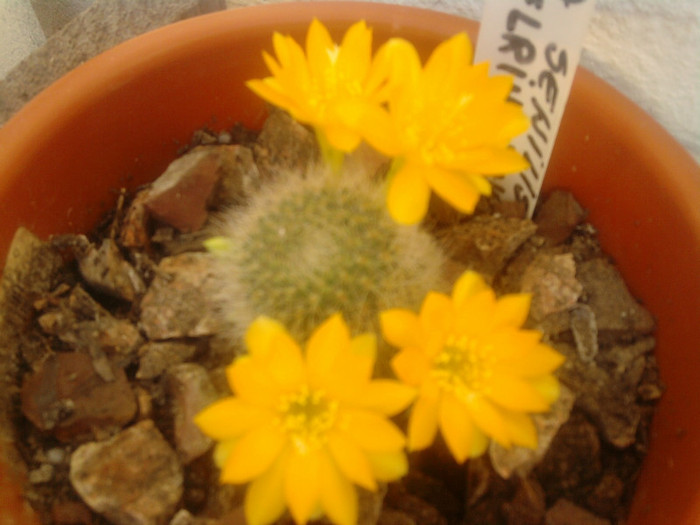 Rebutia senilis kesseleringiana