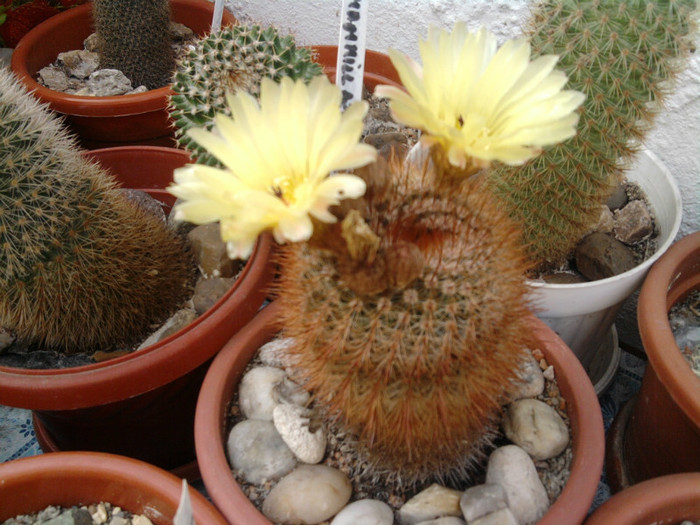 Notocactus schlosseri