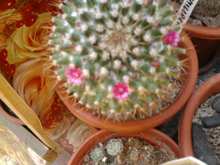 Mammillaria