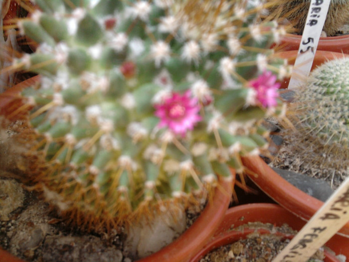 Mammillaria