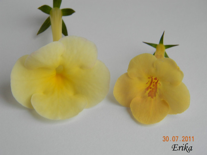 Achi G - Achimenes 2011 - 2017