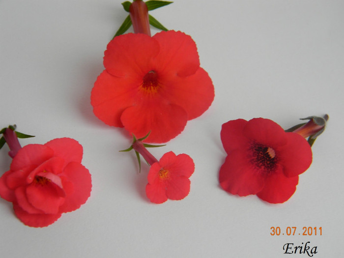 Achi R  - Achimenes 2011 - 2017