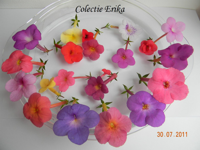Colectie Erika - Achimenes 2011 - 2017