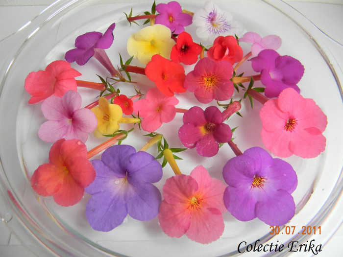 Colectie Erika\' - Achimenes 2011 - 2017