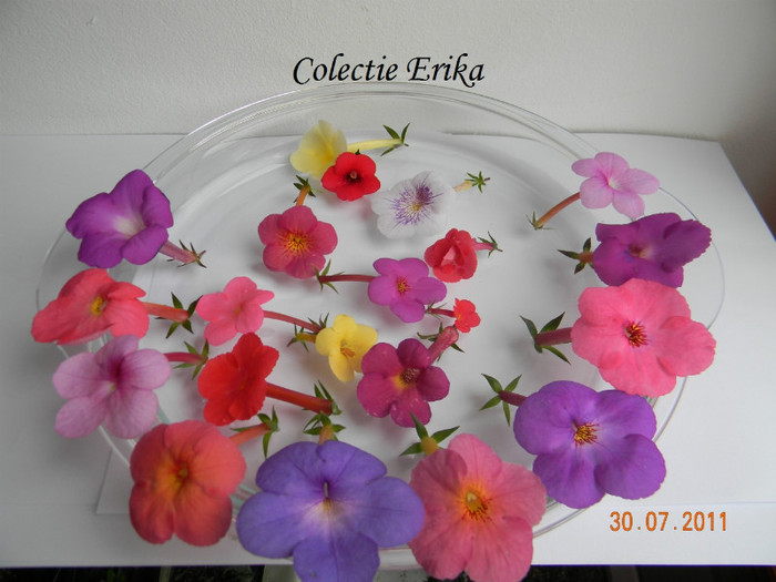 Grup Colectie achi - Achimenes 2011 - 2017