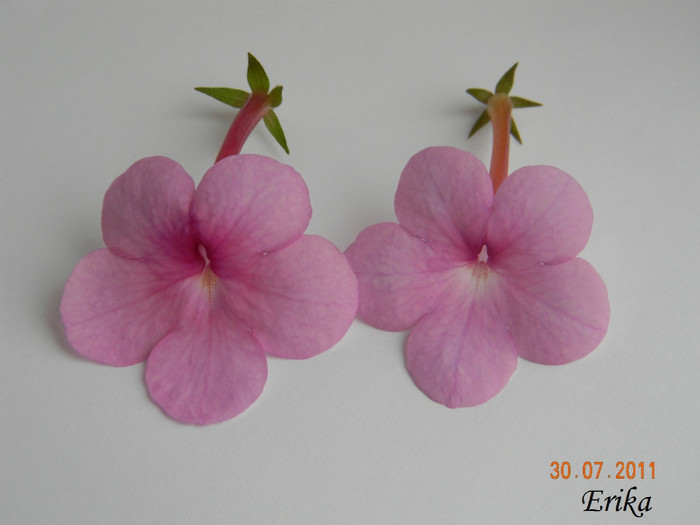 Pink Panther - Peach Blossoms - Achimenes 2011 - 2017