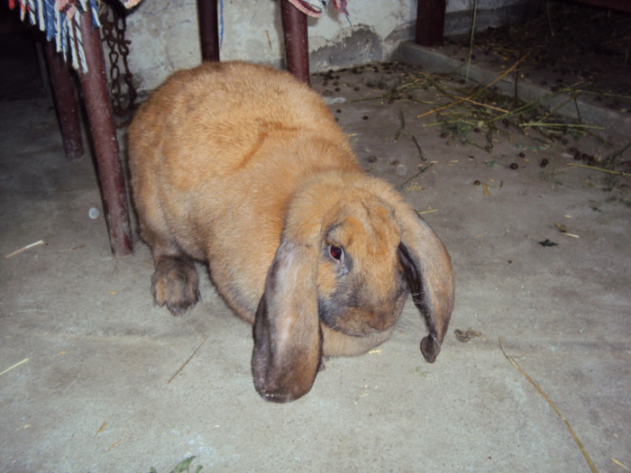 DSC02394
