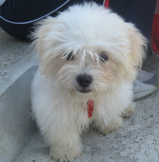 IMG_0037 - frumusica bijou