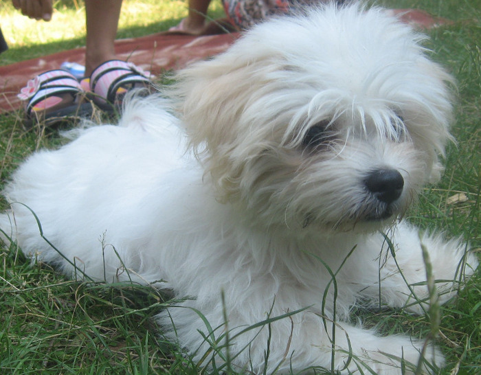 IMG_0080 - frumusica bijou