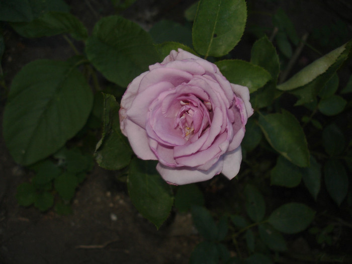 Trandafir lila deschis - flori frumoase