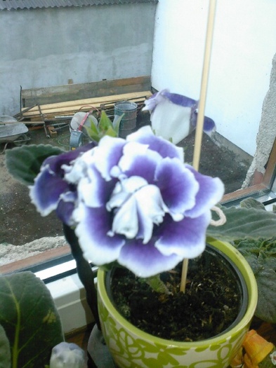 Burgundy Queen - gloxinia 2011