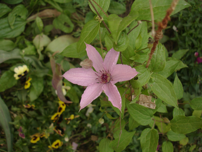 clematis din poza 2 - nuanta reala - Clematis
