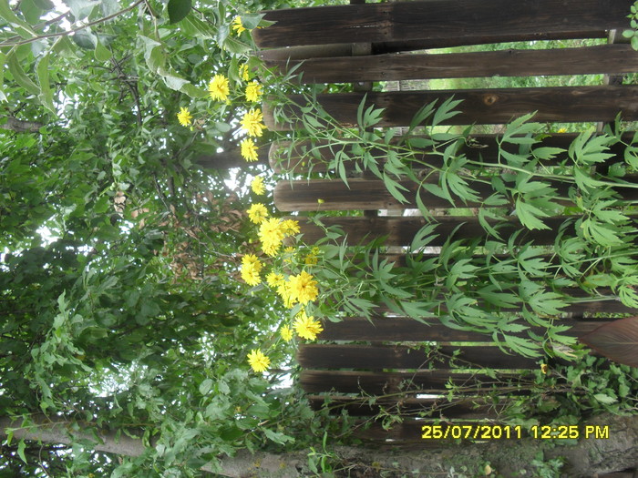 SAM_2678 - FLORILE MELE