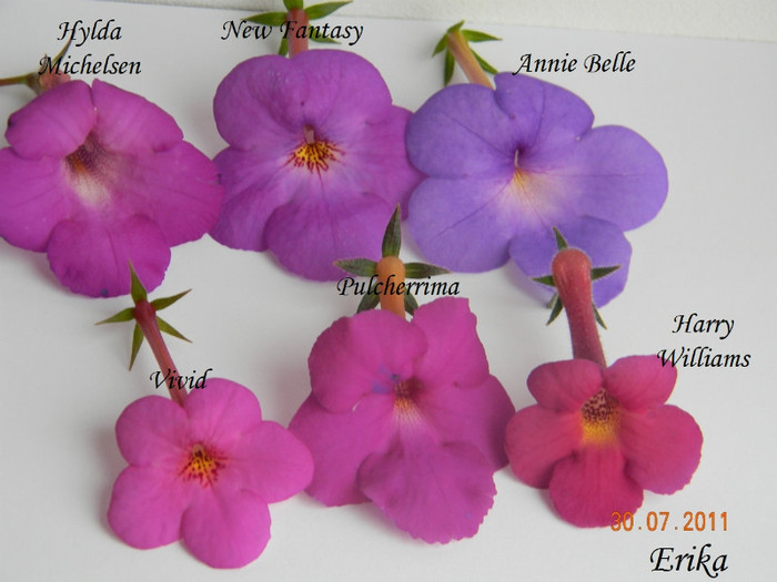 Achi A cu nume - Achimenes 2011 - 2017