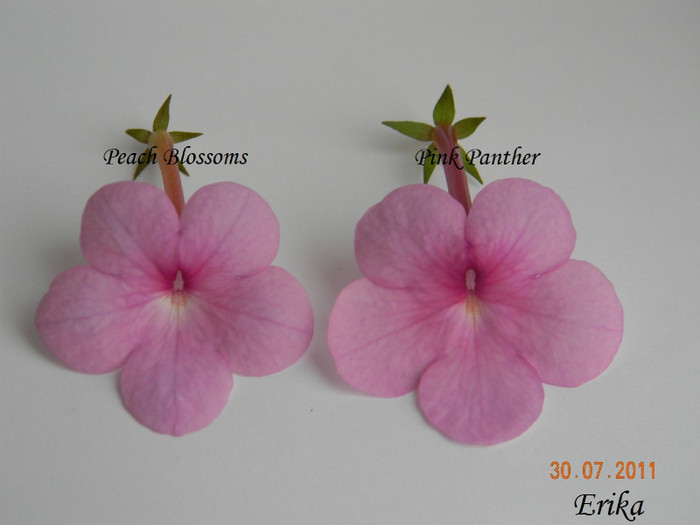 Peach Blossoms - Pink Panther cu nume - Achimenes 2011 - 2017