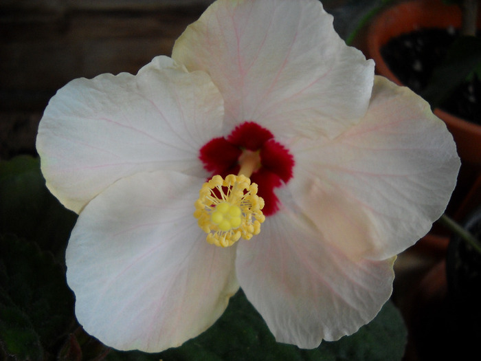 Cairo White-prima zi - HIBISCUS