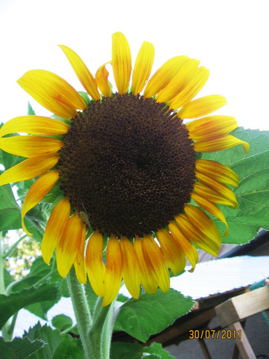 floarea soarelui decorativa