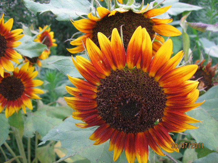 floarea soarelui decorativa - 5_Floarea soarelui