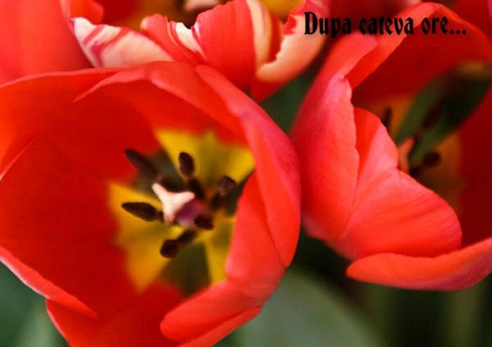 Dupa cateva ore...