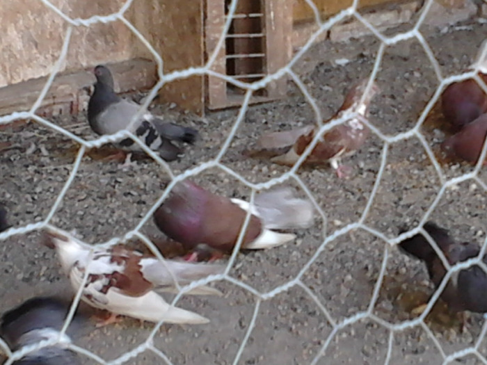 IMG10026 - ploiesteni