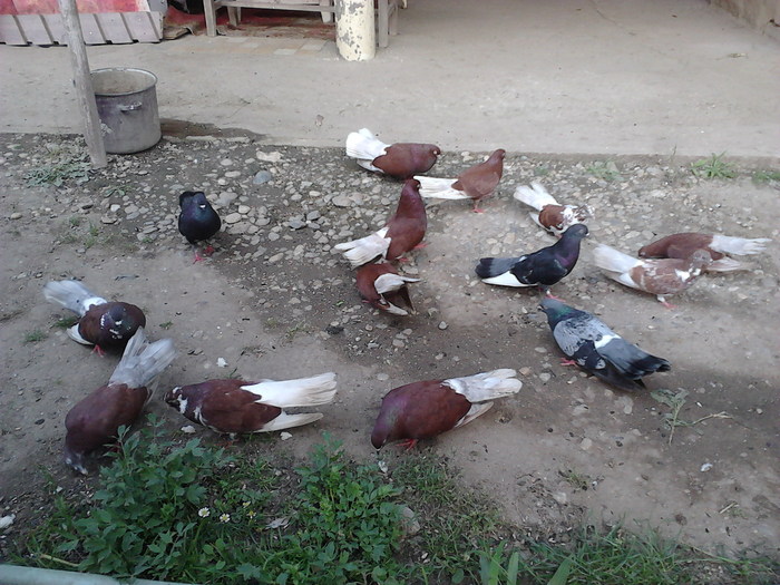 IMG10005 - ploiesteni