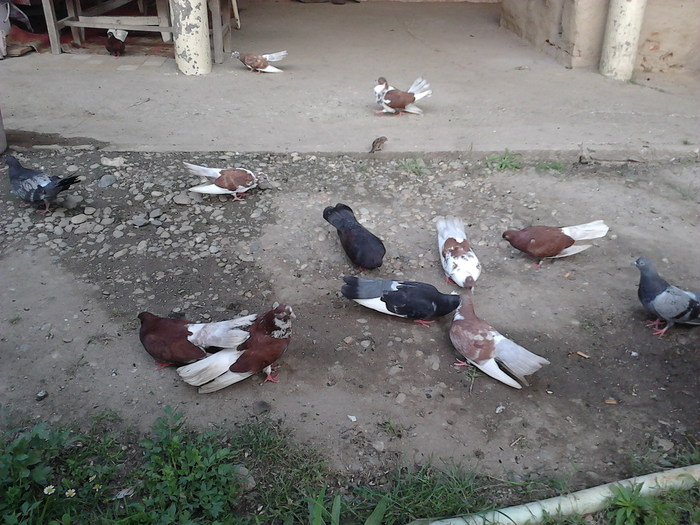 IMG10006 - ploiesteni