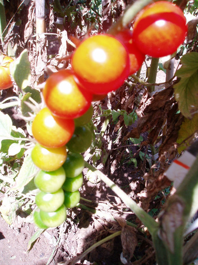 P1010106