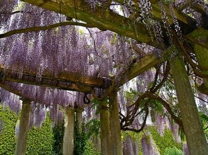 wysteriapergola-at-exbury-gardens