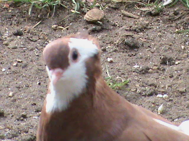 DSC00226 - Vanzare 31-07-2011