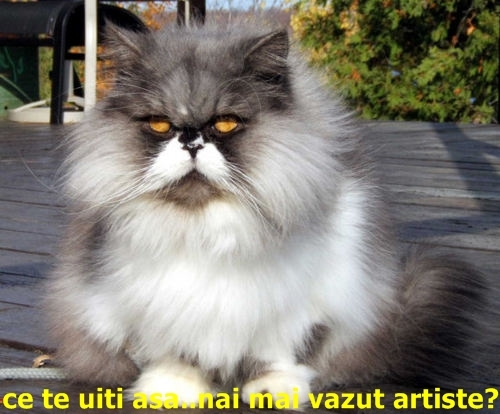 Persian_Cat - Pisici amuzante